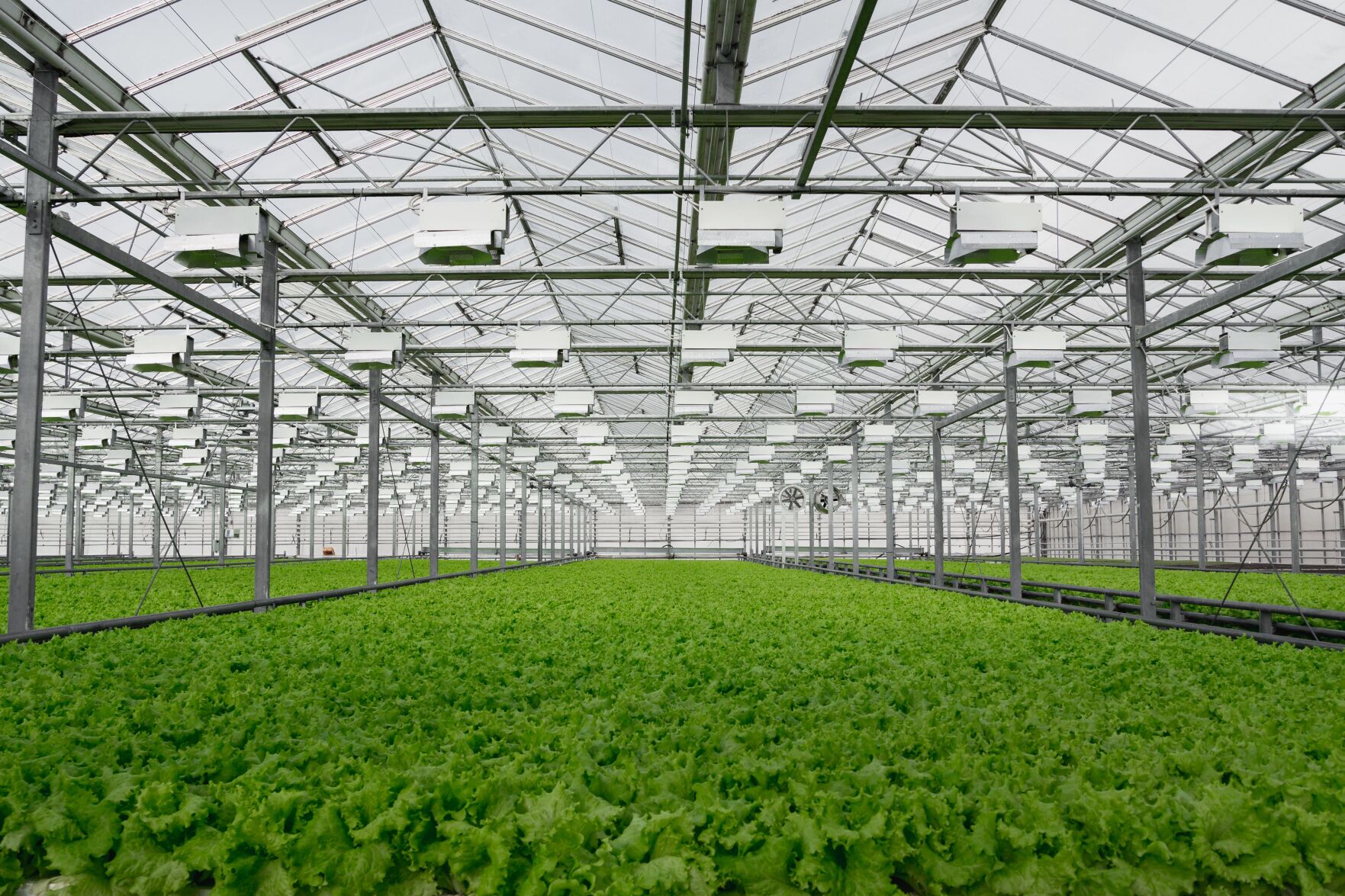 SC project aims to boost locally grown food options amid trade, coronavirus concerns